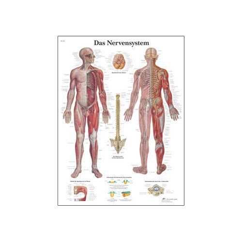 3B Scientific VR0620UU Glossy Paper Das Nervensystem Anatomical Nervous System x