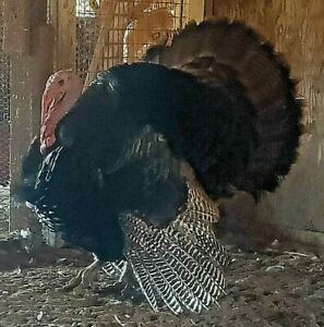 6 + 2 Free Eastern Wild Turkey hatching eggs