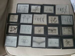 19 Vintage Plant Slides For Microscope Tissue Morphology Anatomy Stomata rare