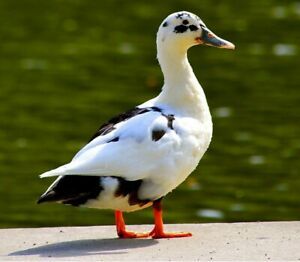 Ancona Duck Hatching Eggs