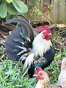 9 Show Quality Serama (Apple Shape)fresh Hatching Chicken Eggs