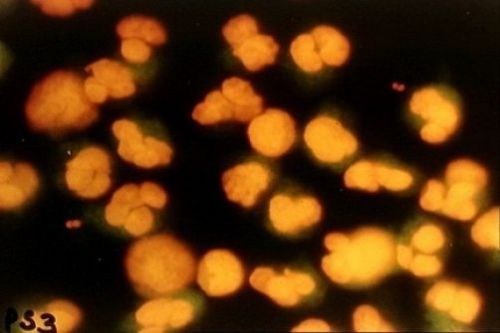 Microscope Slide Stain Kit: Bacterial spores test kit  2 x 100ml inc instruction