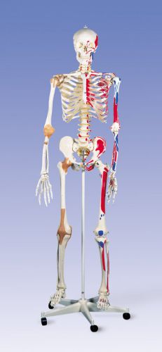 New 3b scientific super skeleton sam w/ stand &amp; cover for sale