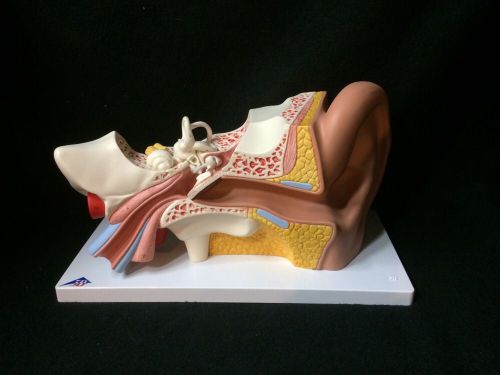 3B Scientific - E10 Giant Human Ear Anatomical Model - 4 part (E 10)
