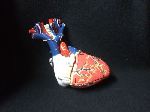 Clay Adams Vintage Antique Giant Human Heart Anatomical Model, No Base