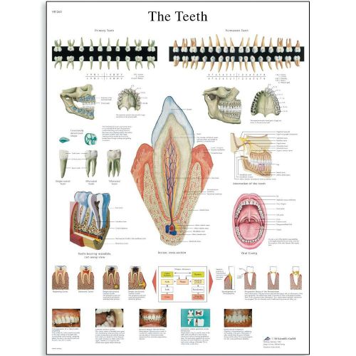 3B Scientific Glossy Laminated Anatomical Teeth Chart VR1263L USG