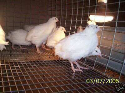 120 Plus Texas A&amp;M Corturnix Quail Hatching eggs