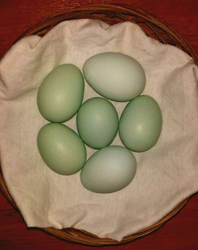 EXACTLY 6 Olive Egger Hatching Eggs