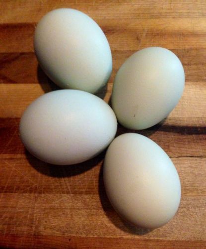 (6) Chicken Hatching Eggs, Pure Cream Legbar, English Breed. NPIP