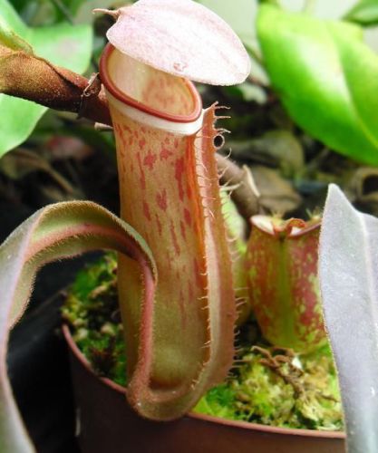 Fresh rare nepenthes albomarginata (speckle)(30+ seeds)hot item, carnivorous,wow for sale