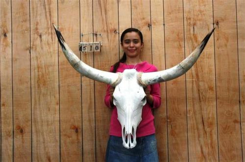 Steer skull and 3&#039; 4&#034; long horns cow longhorns h6510 for sale