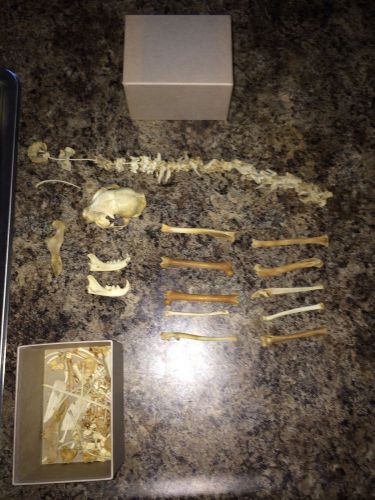 Disarticulated Cat Skeleton