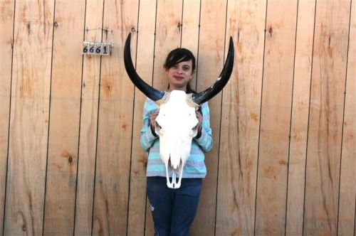 STEER SKULL LONG HORNS 1&#039; 8&#034; COW BULL SKULLS HORN H6661