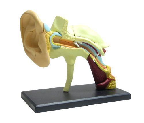 [NEW] Skynet 3D puzzle 4D VISION human anatomy No.07 ear anatomical model