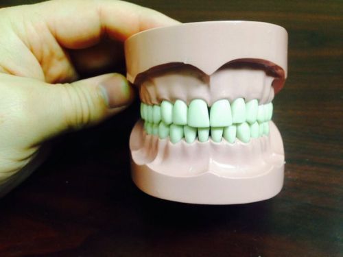 Columbia 660 Dental Model Class I Perfect Dentition Patient Education