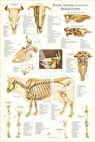 Cow Bovine Skeletal Anatomy Poster 24&#034; X 36&#034; Wall Chart