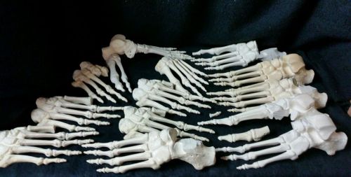 Lot of Sawbone Feet Anatomical Model Human Skeleton Foot