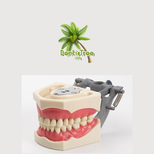 Dental Typodont Model 860 works with Columbia brand teeth