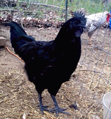 5+ AYAM CEMANI Hatching Eggs 100% ALL BLACK Pure-Breed Rare&amp;Beautiful Must See!