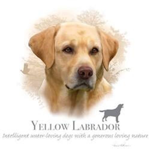 Yellow Lab Dog HEAT PRESS TRANSFER PRINT for T Shirt Sweatshirt Quit Fabric 875