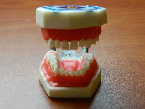 NEW PEDIATRIC TYPODONT DENTAL MODEL TEETH REMOVABLE FLEXIBLE GUM STUDY