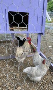 10+ Lavender &amp; Black/lav Mix Orpington Hatching Eggs. Please read description.
