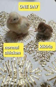 6 Miniature Kikirikis Fertile chicken hatching eggs + 2 egg free