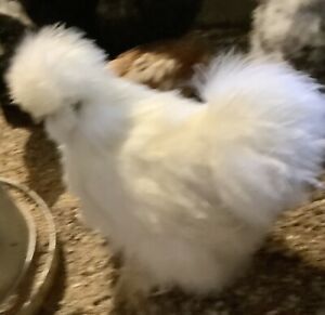 6 Show Quality silkie hatching eggs