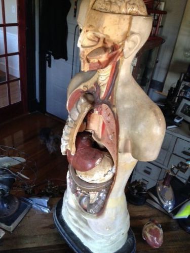 collectible anatomical plaster model rare antique medical / science /oddities