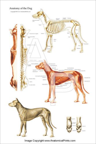 Dog Muscular and Skeletal Anatomy Poster 24&#034; X 36&#034;