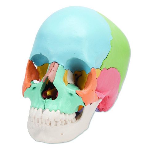 Human Skull Model Color Anatomy Head Adult Medical Disassemble Realistic Replica