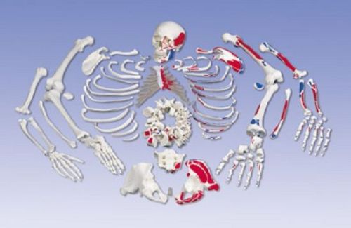 NEW 3B Scientific Human Disarticulated Full Skeleton