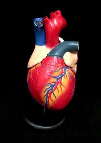 Giant Human Heart Anatomical Model on black stand, 5 part