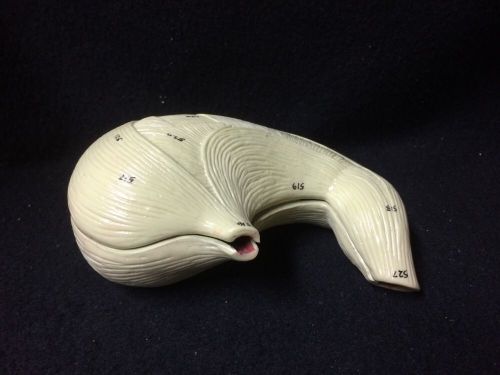 Vintage Nystrom Stomach Anatomical Teaching Model