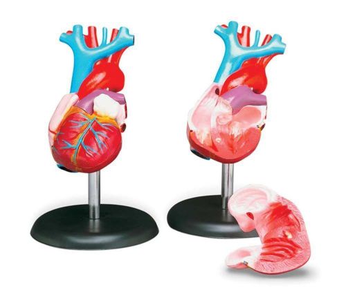 Anatomical Chart Co. Budget Life-Size Heart Model-CH7