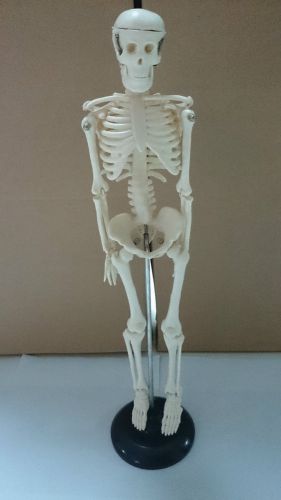Realistic human skeleton model large teaching aid 85 cm bone color for sale