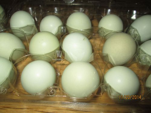 12 Ameraucana / Olive Egger / Easter Egger Hatching Eggs Blue / Green