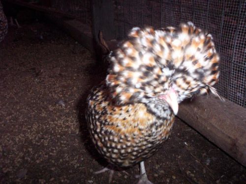 8+ Candy Corn Crested / Tolbunt Polish hatching Eggs