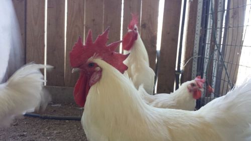 White Bresse Hatching Eggs Stock From Greenfire Farms