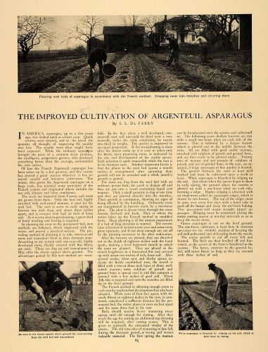 1907 article asparagus garden vegetable de fabry soil - original cl9 for sale