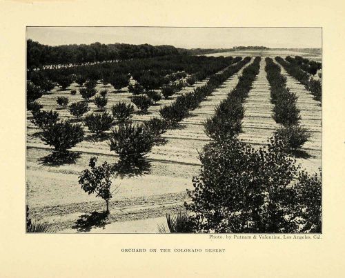 1906 print colorado desert orchard agricultural crops landscape farming xgl5 for sale