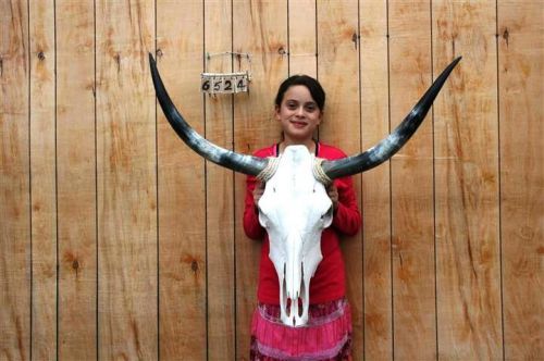 Steer skull and 3&#039; 1&#034; long horns cow longhorns h6524 for sale
