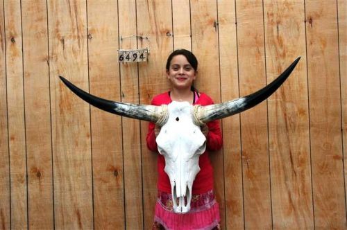 Steer skull long horns 3&#039; 9&#034; cow bull skulls horn h6494 for sale