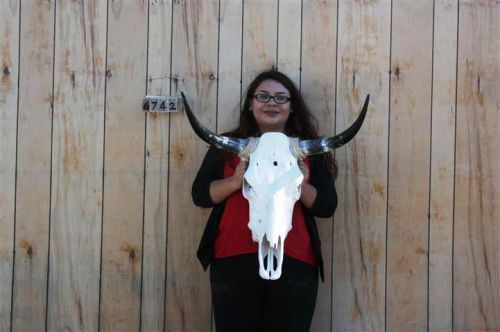 Steer skull long horns 2&#039; 3&#034; cow bull skulls horn h6742 for sale