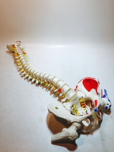 3B Scientific A58/3 Classic Flexible Spine Model