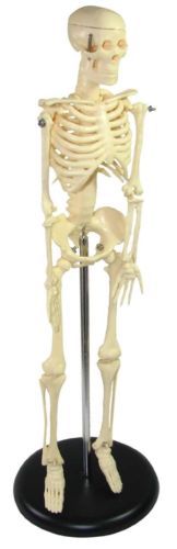 Skeleton Human Anatomy Medical Study Bone Body Realistic Plastic Model Scientist