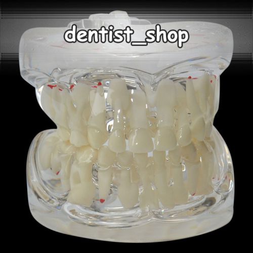 Baby Teeth Model for 3-9 years old Children Primary Teeth Typodont