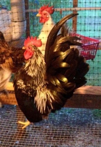 11+ Extra Serama bantam chicken Hatching Eggs (Worlds Smallest Chicken)