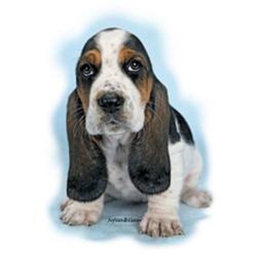 Basset Hound Puppy Dog HEAT PRESS TRANSFER PRINT for T Shirt Sweatshirt 808j