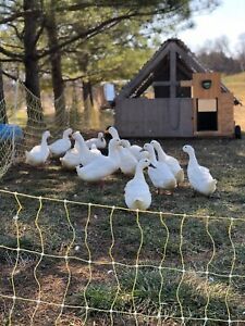12+ White Layer Duck Hatching Eggs